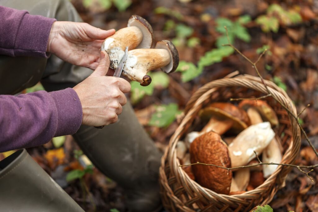 Discover the mystical meanings behind mushroom foraging and learn the art of 'sennik grzyby zbiera'!