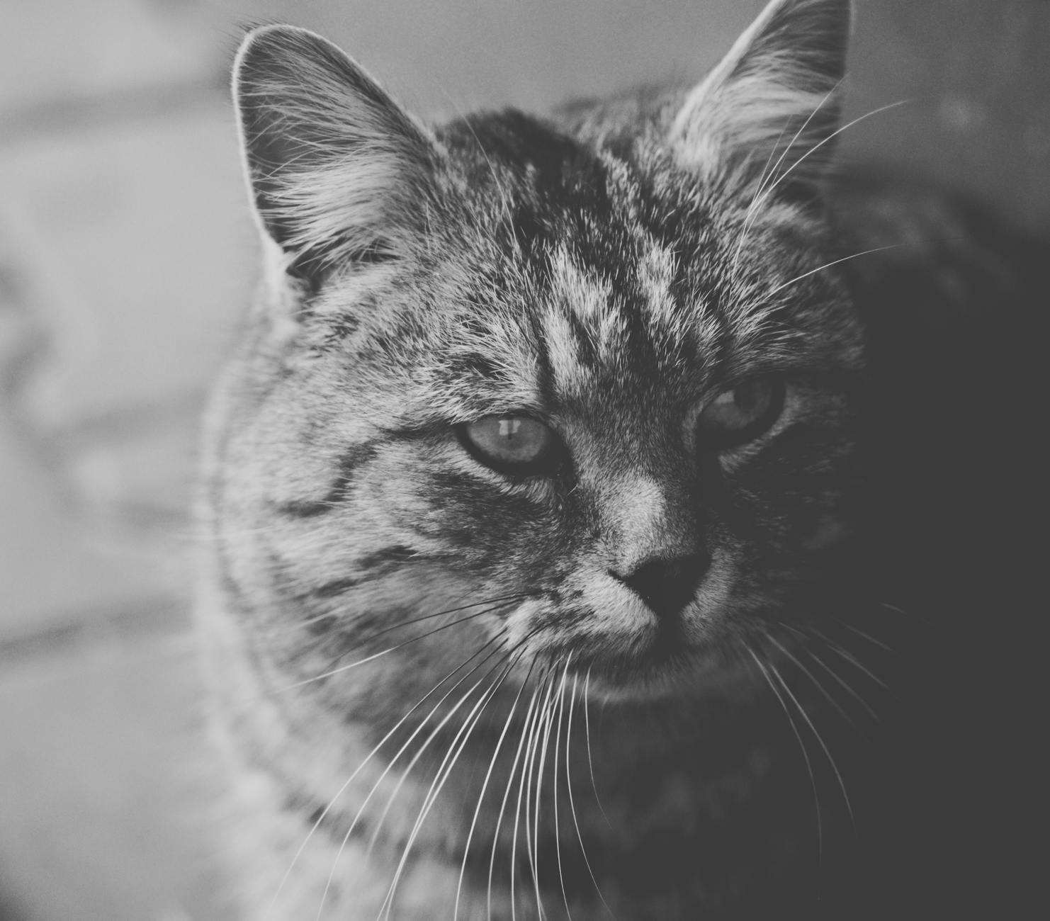 Domowe środki czystości – jak zrobić własne prepar